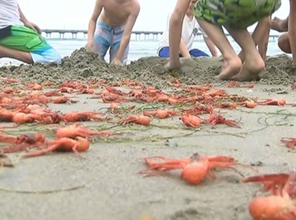 ����æ����ʰ��ȥ��зʬ