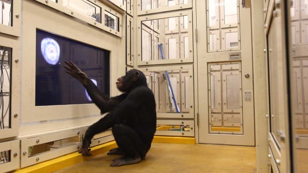 美国渔业与野生动物服务局(USFWS)宣布,将根据《濒危物种法案》(ESA)把所有圈养黑猩猩归类为濒危物种。