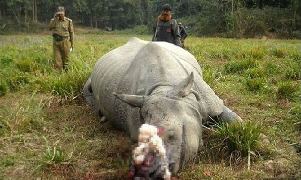资料图片:犀牛角在亚洲市场上有极高的价值。