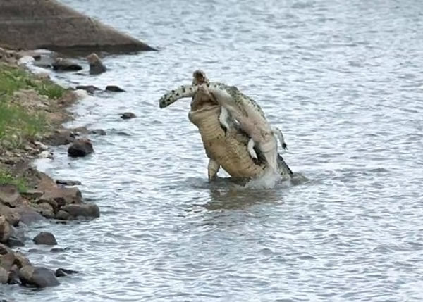 �����ſ�Ѫ���ڣ���ˮ������С���㡣