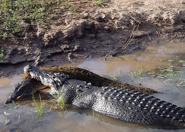 С�������󴳴�����أ�����ɱ��֮����