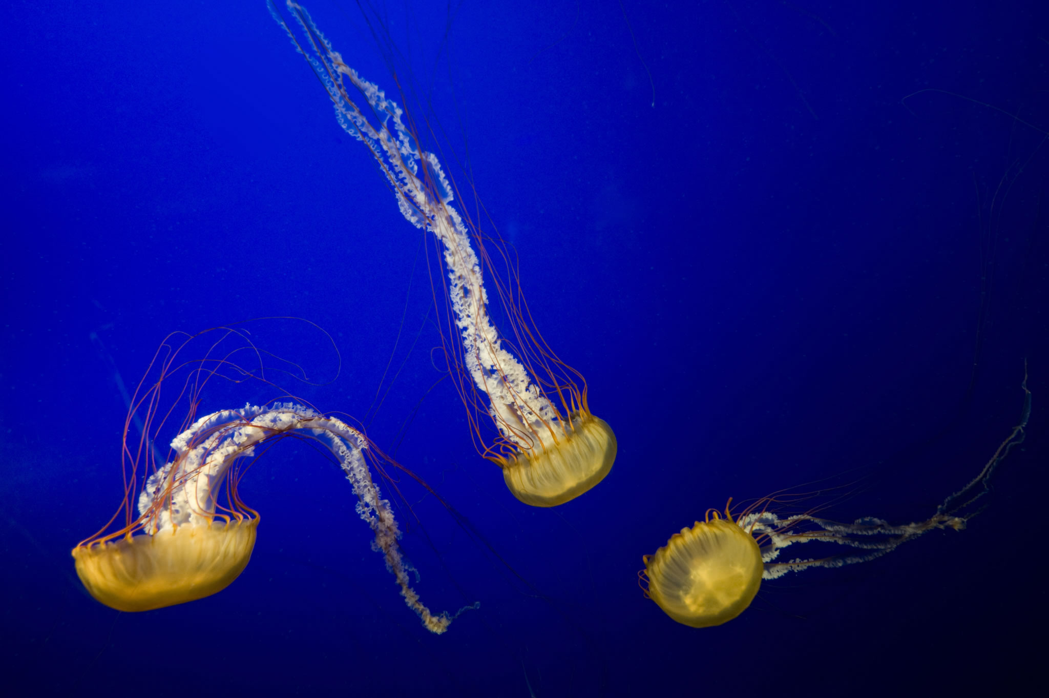 ����ˮĸ����޸��ǶԳ�