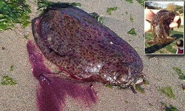美国加利福尼亚州海岸出现巨型紫色软体生物 专家推测可能是海兔