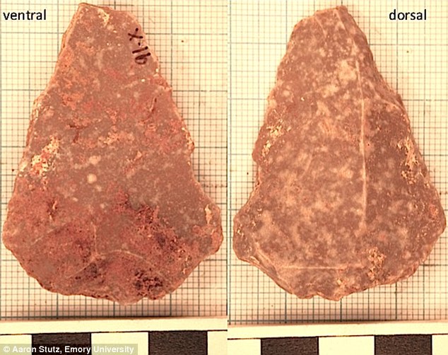 这个小而尖锐的薄片的作用可能类似于一次性餐具