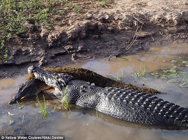 澳洲卡卡杜国家公园小鳄鱼误闯地盘惨遭巨鳄咬死