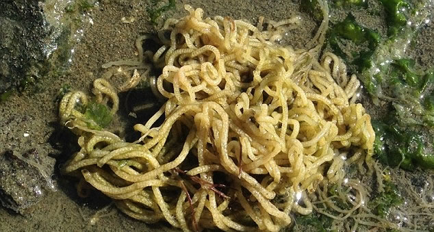 �������ѿ���������