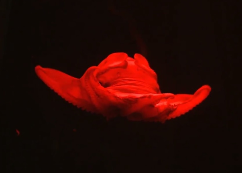 ���ɰ������١���������������䴥������룬������������ɡ����ˮ�и��Ρ�