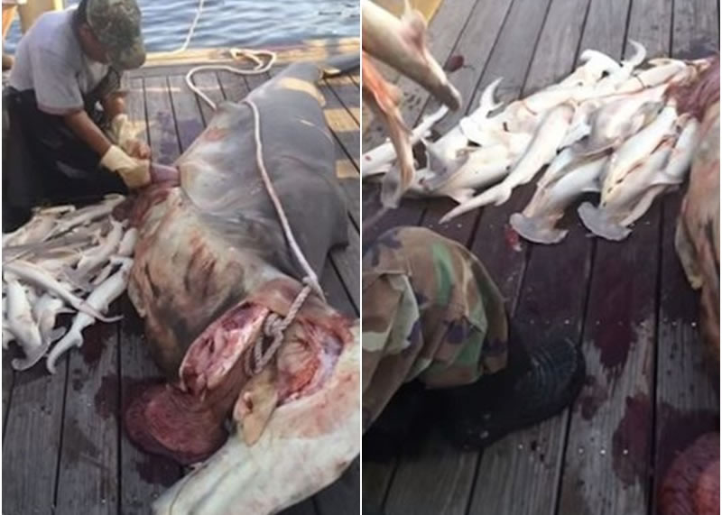 е˫裨ңʿǺ󣬷34ֻ㱦