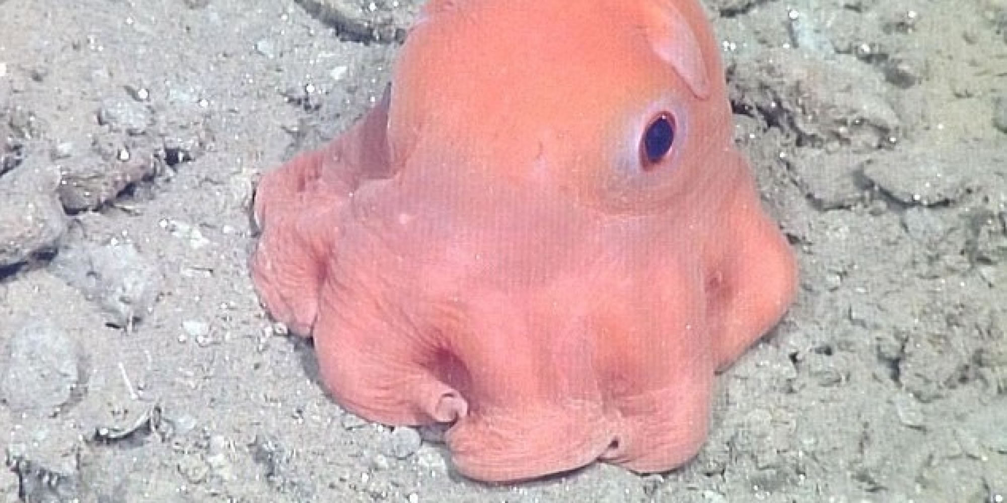 ��������ɰ���С���� ��ѧ�ҽ���ͽС����������㡱