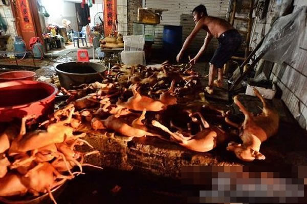 狗肉节期间,狗尸遍地,情况让人惨不忍睹。