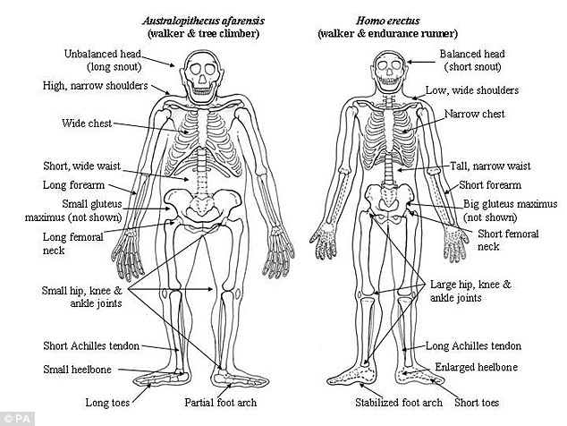 早期人类祖先阿法南猿和后来的直立人之间的物理差异