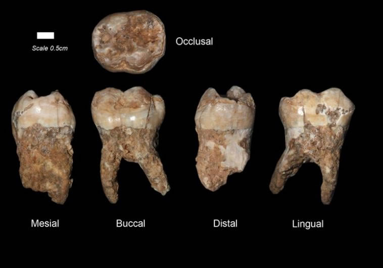 以色列洞穴40万年前人类牙齿化石成为首个污染环境证据