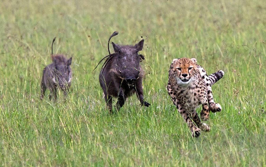 �������Ա����Բ��ɷ�������׷��