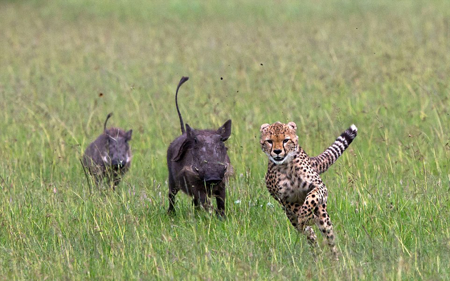 �������Ա����Բ��ɷ�������׷��