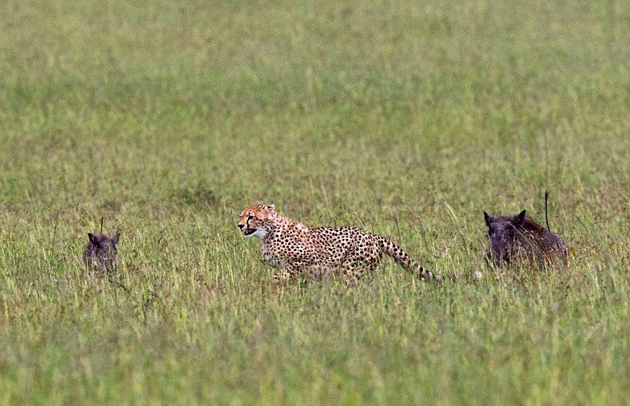 �������Ա����Բ��ɷ�������׷��