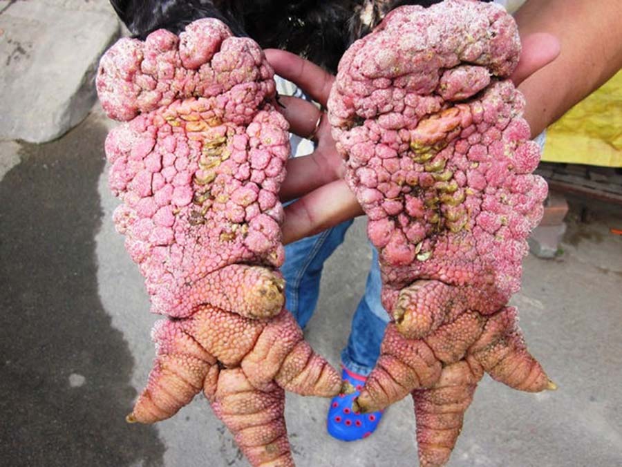 �ִ�ļ�צ��������600��Խ�϶ܣ�Լ�������1775Ԫ��