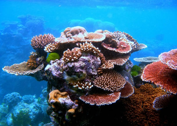 生物灭绝令珊瑚礁1亿年内无法重新生长。