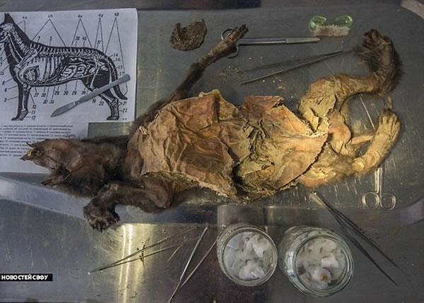 狗尸的外型保存得极为良好