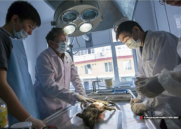 俄国科学家正研究万年狗尸