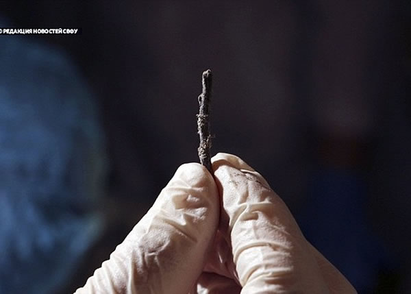 图为在狗胃中发现的小树枝