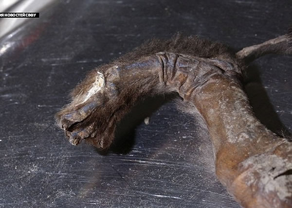 狗尸的脚与现今狗狗大同小异