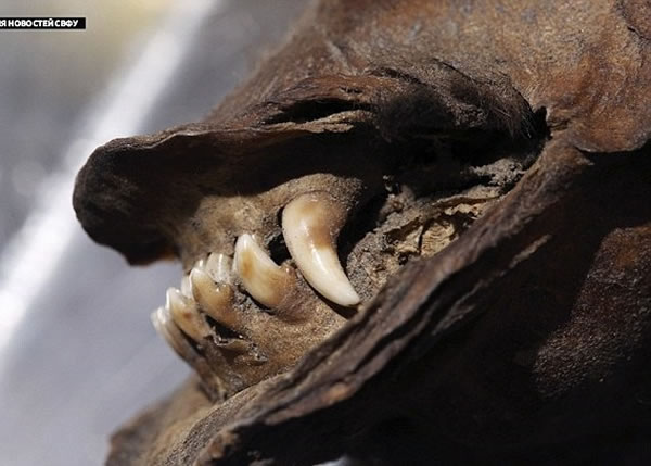 狗尸的牙齿看上去极为锋利