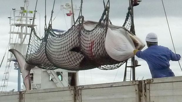 国际捕鲸委员会对日本“调查捕鲸”活动意见不一