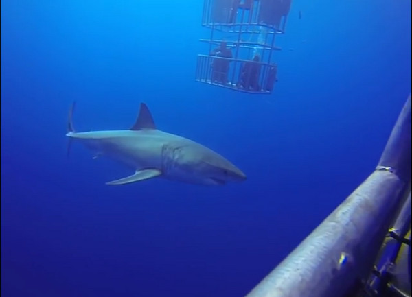 忙看眼前鲨鱼 回头大白鲨“露两排牙”