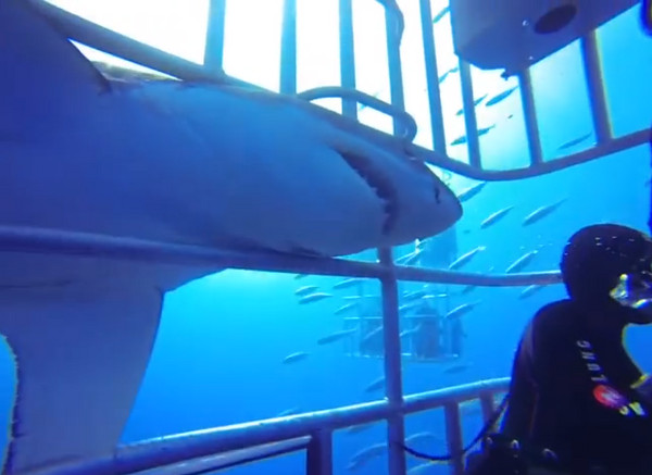 忙看眼前鲨鱼 回头大白鲨“露两排牙”