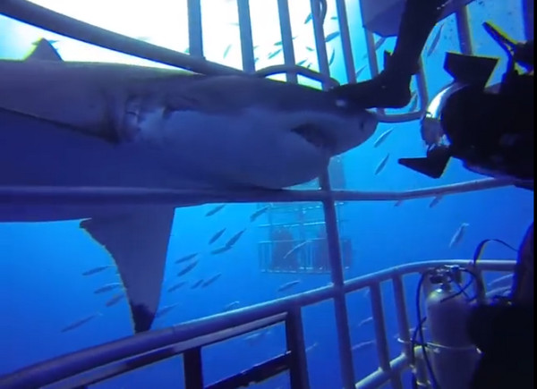 忙看眼前鲨鱼 回头大白鲨“露两排牙”