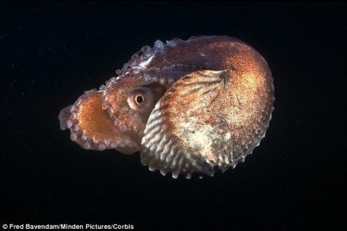 Ӣ������ѧ����С�����춯������Ϊ��ѡ�٣��������������������Ƕ���������