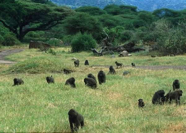 ����Ǩ��ʱ���ԡ�1��1Ʊ������·��