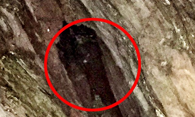 Ӣ��������ɽ�������㵽��˵�еġ��������顱���������������ƿ�˹(Willy Wilcox)