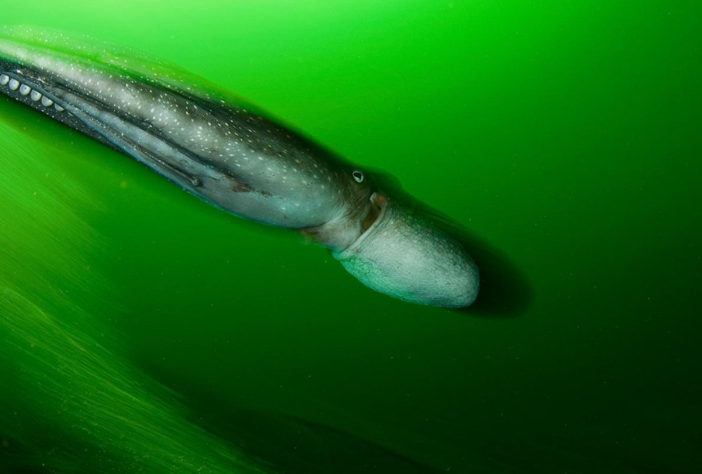 ��ֻ����������Ŧ������Ͽ����ҹ�԰�������ܵػ����ǳ�����������ɺ������Զ�����С� Photograph by Brian J. Skerry, Nati