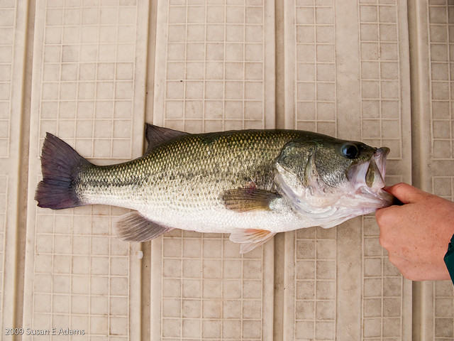 �����㣨��ں��ԣ�������Ӿ�ļ������Ҳ�����ƶ���ʳ