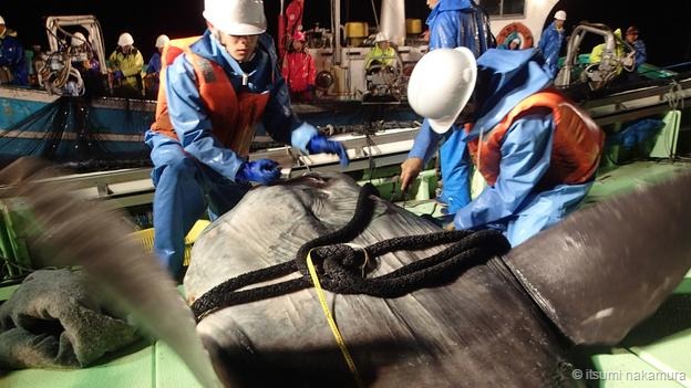 科学家在翻车鲀身上安装了带灯光的摄像机,以记录它们捕猎时的具体情况。这些设备会从翻车鲀的身上自然分离,科学家便可以收集并分析所获得的数据,揭示了翻车鲀白天时在海