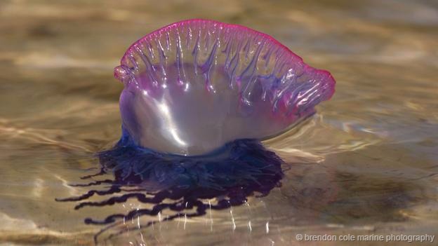 这一发现还给出了翻车鲀具有巨大体型的可能原因,即更大的体型损失热量的速度更慢,可以帮助它们适应捕猎的环境。翻车鲀只在白天进行捕食,晚上它们会待在大约20米深度的