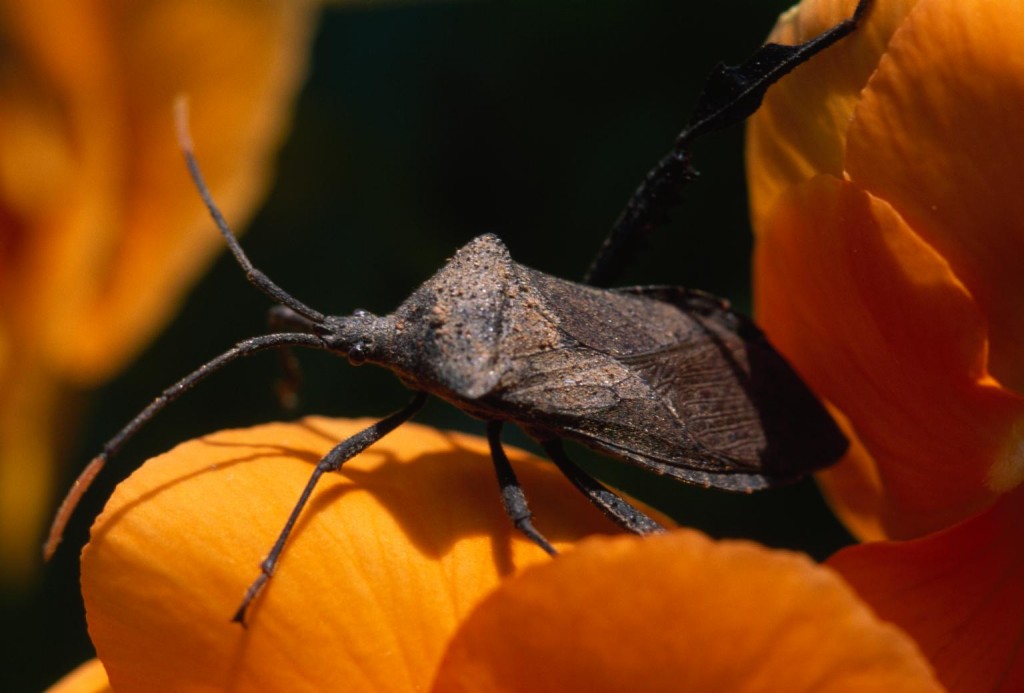 ɱ�ֳ澭�����������ϣ�������Ƭ�У��γɵġ��󱳰�����ܲ�ʳ�ߡ� PHOTOGRAPH BY BRIAN GORDON GREEN, NATIONAL GEOGR