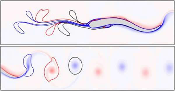 三个水涡旋,在鱼运动前(上图)和运动后(下图)的样子。
