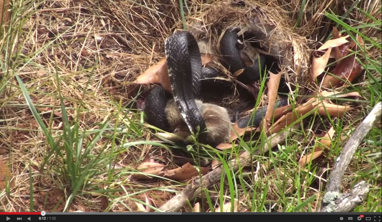 兔妈妈为保护小兔子挺身而出与北美食鼠蛇打斗
