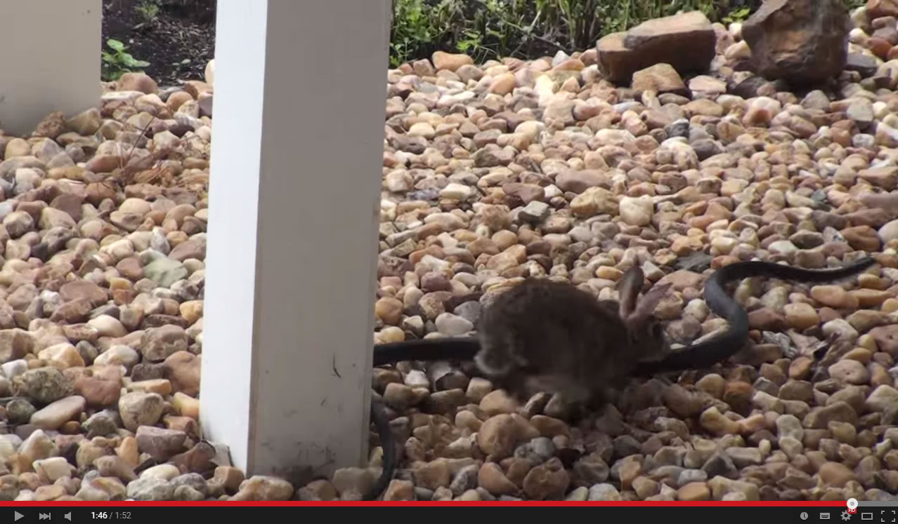 兔妈妈为保护小兔子挺身而出与北美食鼠蛇打斗