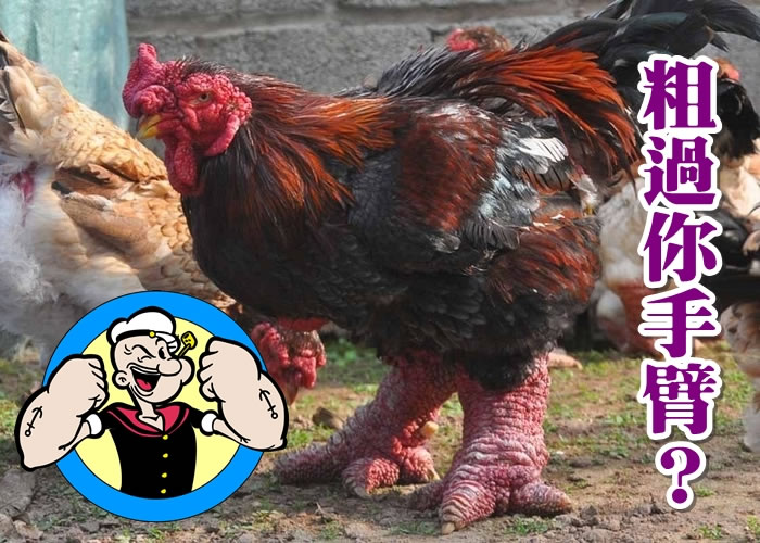 ����Ķ��μ����Ų��ɴֹ��˵��ֱۡ�