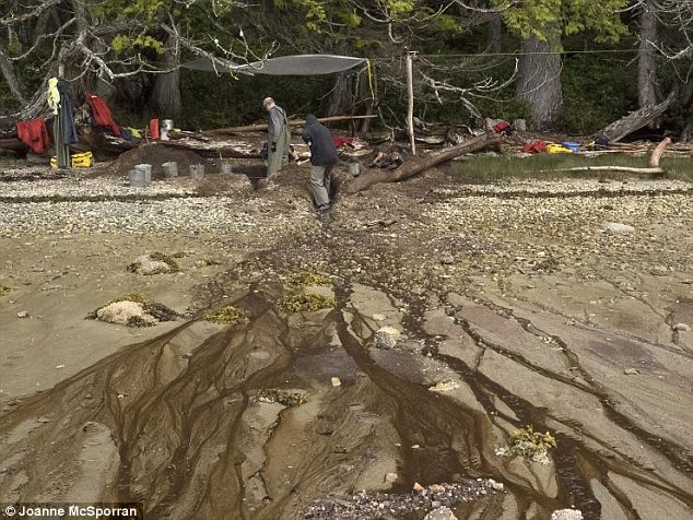 加拿大西海岸卡尔弗特岛发现北美最早古人类脚印化石 距今1.32万年