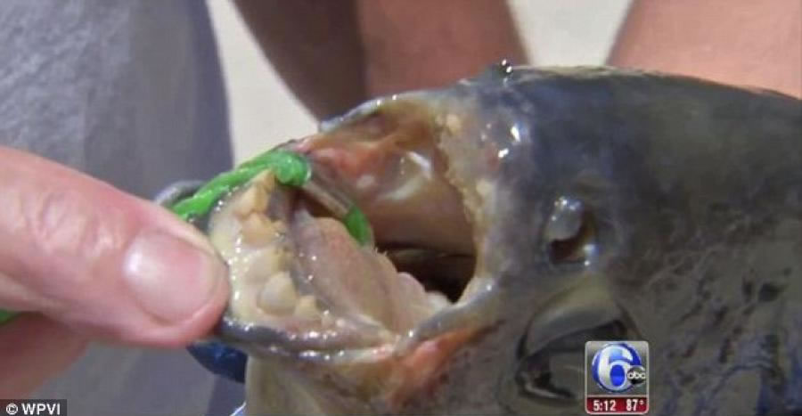 美国新泽西州湖泊捕到长着类似人类牙齿的怪鱼 或是Pacu鱼