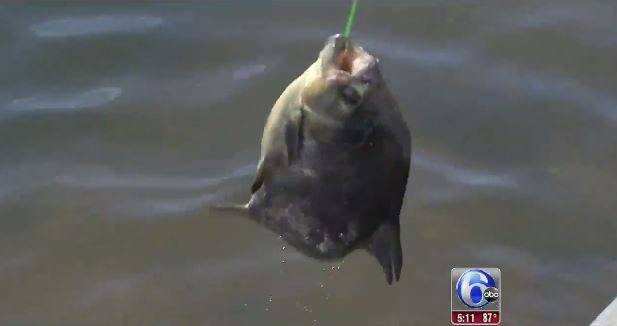 美国新泽西州湖泊捕到长着类似人类牙齿的怪鱼 或是Pacu鱼