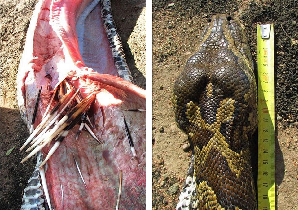 南非巨蟒吞下豪猪后被刺破消化道而亡