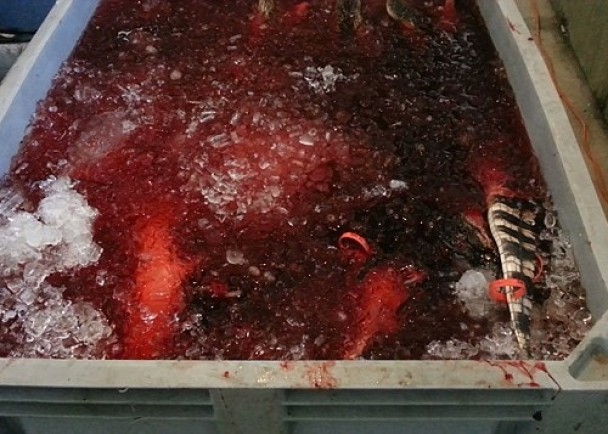 �����׺���������һ��Ѫˮ��