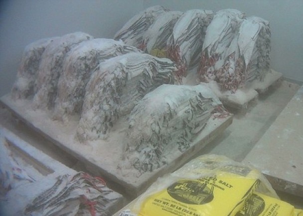 ����Ƥ������������