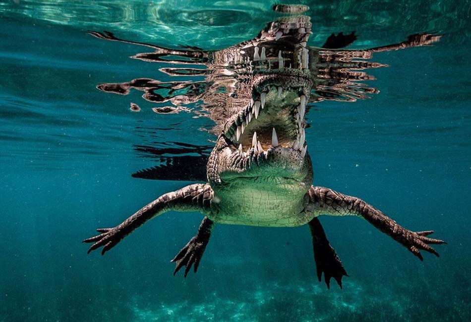 摄影师在古巴女王花园海洋公园抓拍鲨鱼却遭遇水下掠食者——咸水鳄