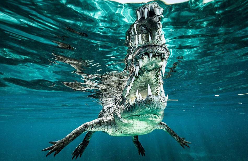 这条鳄鱼体长超过3.6米,卡斯蒂洛与其遭遇时没有任何防护设备